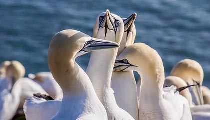 开云：开启云端新纪元，成就数字化未来