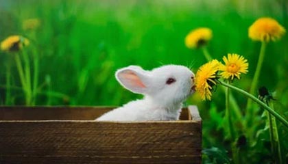 DRG-梦岚：今天勉强及格吧；DRG-久酷：（本命太乙）因为有锅可以做饭